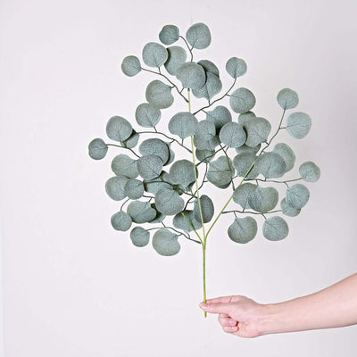 Eucalyptus branch with round leaves held against a plain backdrop