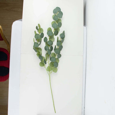 Eucalyptus branch on white background