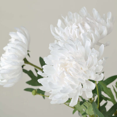 White aster flowers with green leaves on a soft background.