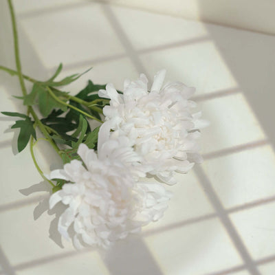 White flowers with green leaves under soft shadow light.