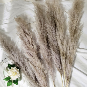 Add Elegance with Dried Natural Pampas Plant Stems