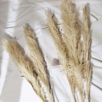 Dried pampas grass stems on a white background