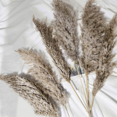 Dried pampas grass stems arranged artistically on a white background.