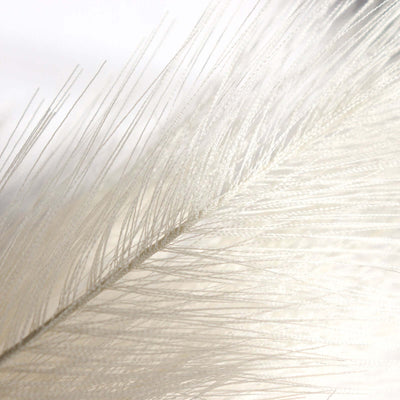 Delicate white feather with fine, soft strands.
