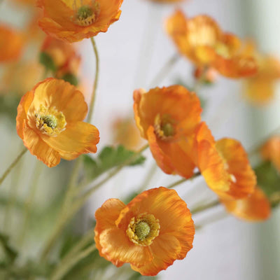 Orange poppy flowers in a soft-focus arrangement.