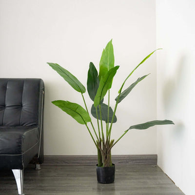 Potted plant with large green leaves beside a modern black sofa.