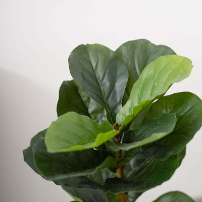 Fiddle leaf fig plant leaves close-up shot.