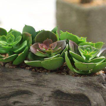 Bring Nature Indoors with Lifelike Succulent Plants