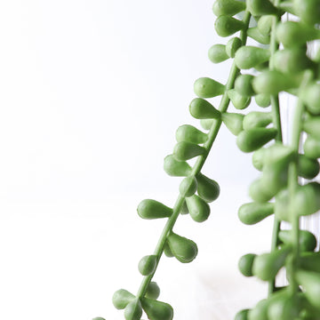 Versatile and Long-Lasting Faux String Of Pearls Plant