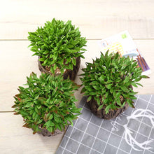 6 Inch Aeonium Artificial Plants Stump Planter Pot in 3 Pack