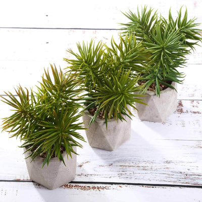 Three potted green plants in hexagonal concrete pots.