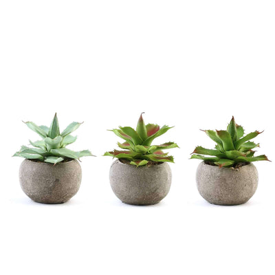 Succulent plants in concrete pots on a white background.