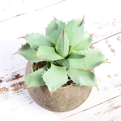 Aloe plant in a textured pot on a wooden surface.