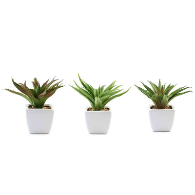 Succulent plants in white pots on a plain backdrop