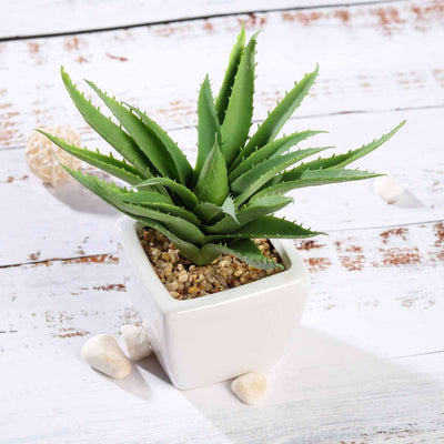 Green succulent plant in a white pot with decorative stones.