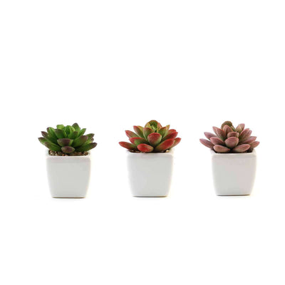 Succulent plants in white pots, showcasing vibrant green and pink varieties.