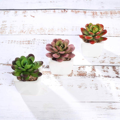 Succulent plants in white pots on a rustic wooden surface.