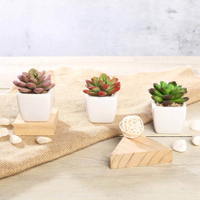 Succulent plants in white pots on a rustic table with natural decor elements.
