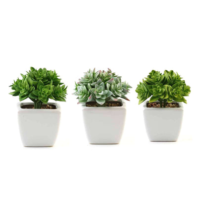 Three assorted succulent plants in white pots on a plain background.