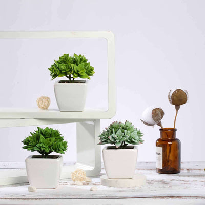 Succulent plants in white pots displayed on a shelf.