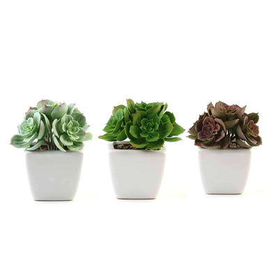 Succulent plants in white pots, showcasing three distinct varieties.