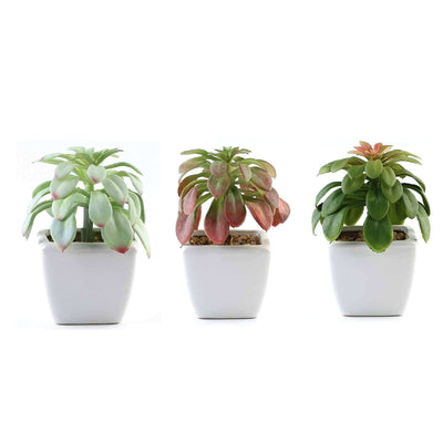 Succulent plant trio in white pots on a plain background