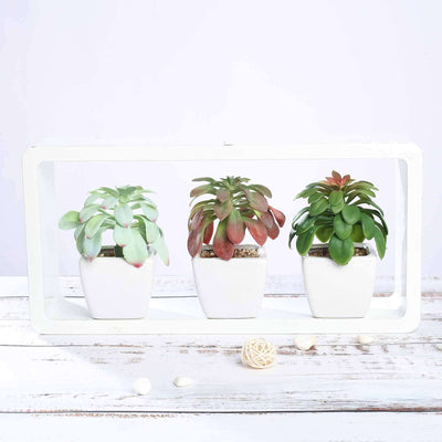 Decorative succulent plants in white pots displayed in a modern planter.