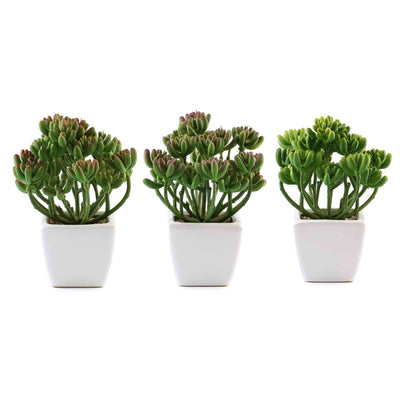 Set of three artificial succulents in white pots