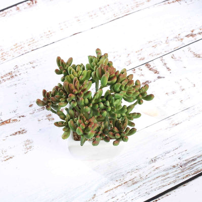 Succulent plant in a white pot on a rustic wooden surface.