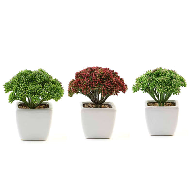 Artificial succulent plants in white pots, three variations.