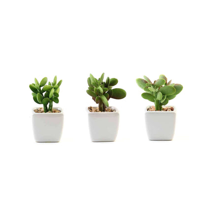 Succulent plants in white pots, arranged in a row on a plain background.