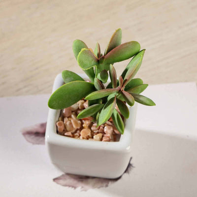 Small succulent in a white pot with decorative pebbles.