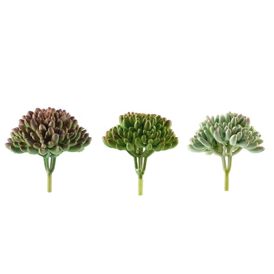 Three assorted succulent plants on white background