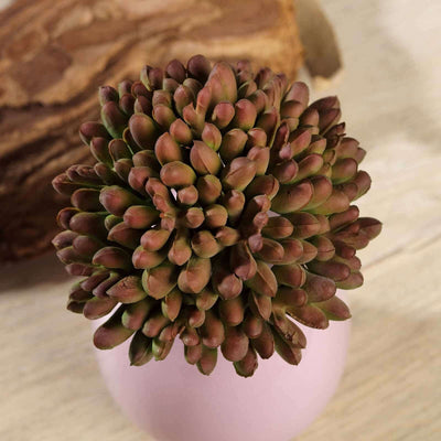 Succulent plant arrangement in a pink pot.