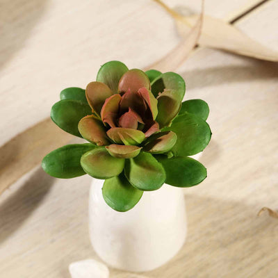 Succulent plant in a small white vase on a wooden surface.
