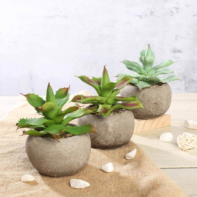 Decorative potted succulents in textured pots on a natural surface.