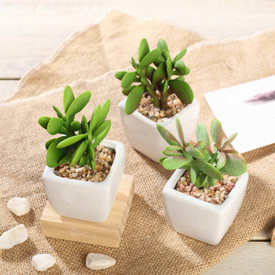Succulent plants in modern white pots on a natural burlap background.