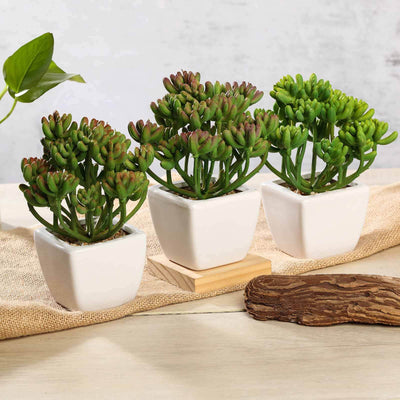Succulent plants in white pots on a natural surface.