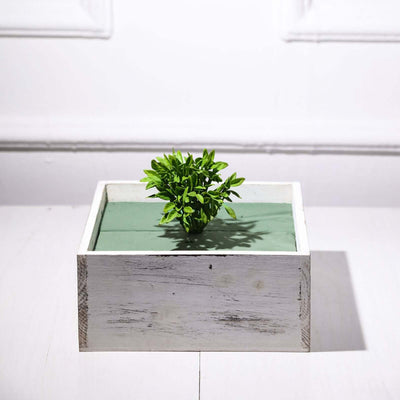 Green plant in a rustic white wooden box on a plain background.