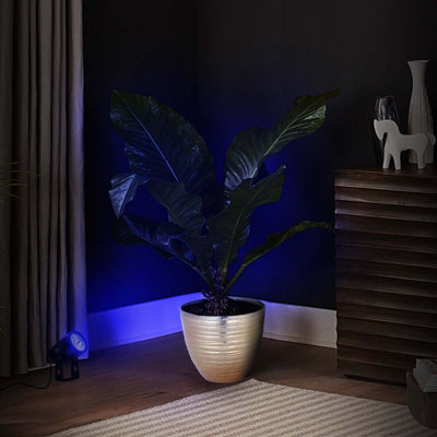 Indoor plant in a decorative pot with blue lighting accentuating its leaves.