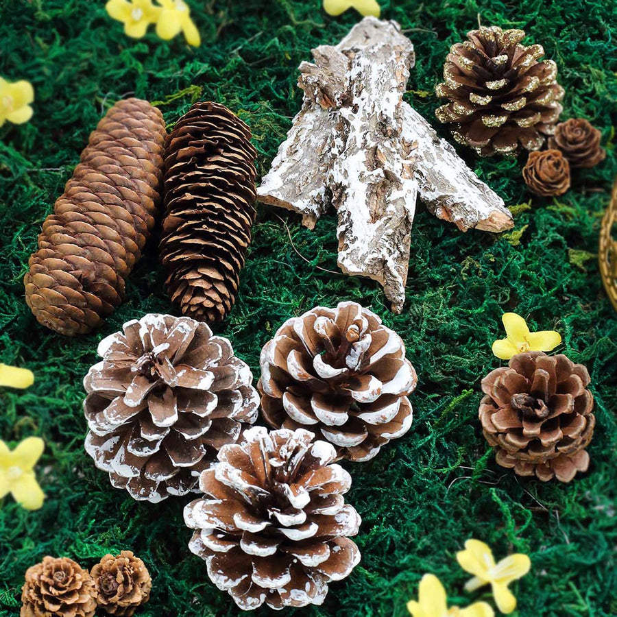 9 Pack Natural Pine Cones and Barks Assorted Potpourri Vase Fillers Bowl DIY Table Decorations