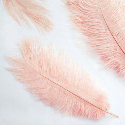 Pink decorative feathers on a white background.
