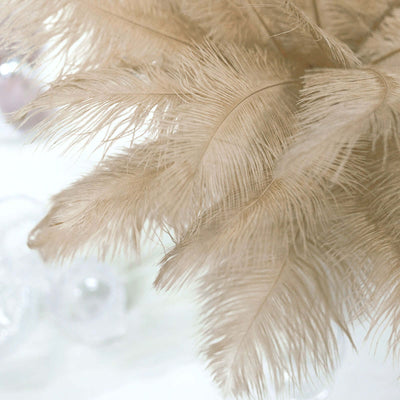 Beige decorative feathers arranged stylishly.