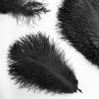 Black feather with intricate textures and details against a white background.