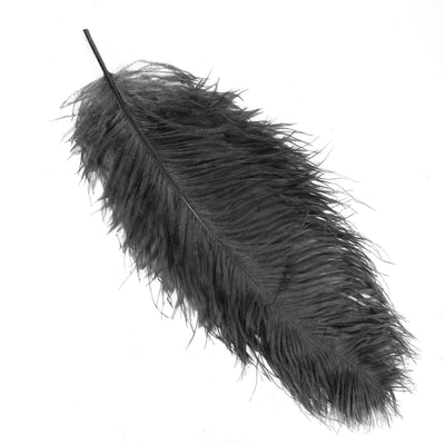 Black feather on a plain background