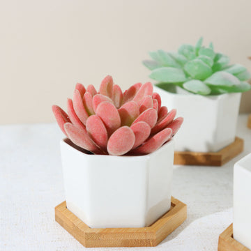 Versatile and Durable Cactus and Succulent Planters
