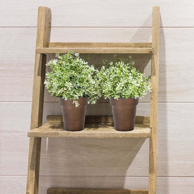 Potted plants on a wooden ladder shelf.