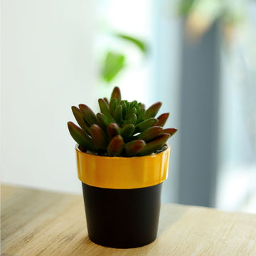 Indoor Decorative Planters for Every Occasion