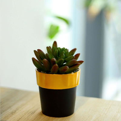 Small succulent plant in a black and gold pot on a wooden table.
