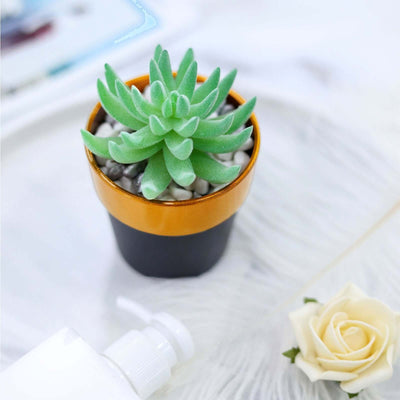 Green succulent in an orange and black pot on a textured surface.